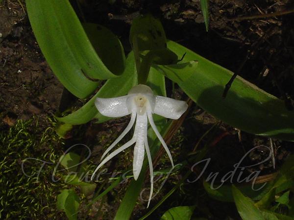 Spreading Flowered Habenaria